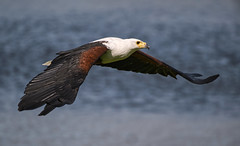 Large birds in-flight