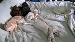 Bed Cats - 2023-05-22