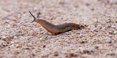 Slug / Limace