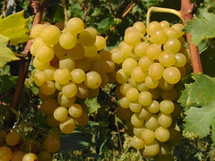 Vineyard in Makowice, Poland.