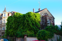 Nr. 230 - green houses