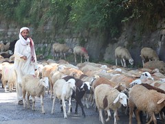 Sheep and Goat Herders in Pakistan