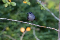 9-21-2023 Gray Catbird (Dumetella carolinensis)