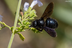 Xylocopa iris
