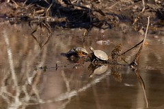 2-11-2023 Eastern Painted Turtles (Chrysemys picta picta)