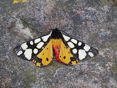 Wildlife of Occitanie - moths