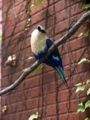 Memphis Zoo 08-28-2014 - Aviary - Blue-Bellied Roller 6