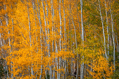 Fall Colors on the Grand Mesa (9-26-23)