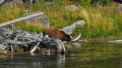 Yellowstone-Madison River Bear