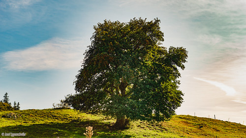 Juraweide mit schönem Baum/Jura pasture with a beautiful tree