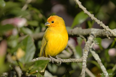 2023-August 3-15 Ecuador Birding Tour