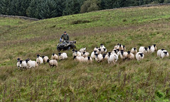 Blackface Sheep, Edges Green, Northumberland, 29/09/23