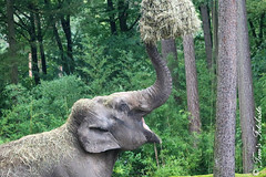 Besuch Nr. 1068. am 23-09-2023 in Arnheim (Burgers Zoo)