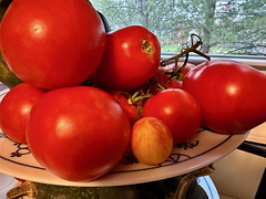 Tomatoes Ripened Indoors