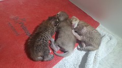 Fudge Kittens - 2023-06-06