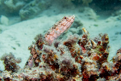 Synodontidae (Lizardfish)