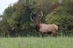 Pennsylvania Elk  2023