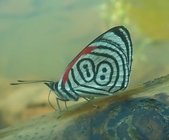 2023 Butterflies
