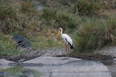 Nimmersatte / Yellow-billed storks