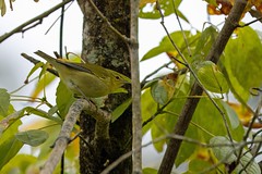 10-6-2023 Tennessee Warbler (Leiothlypis peregrina)