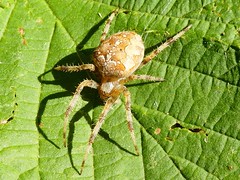 Epeire diadème - Garden spider