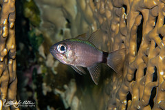 Apogonidae (Cardinalfish)