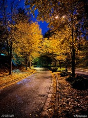 Autumn Night