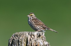 bruant des prés- savannah sparrow