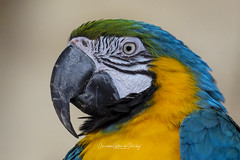 Safari perroquet de Lumigny