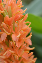 Zingiberaceae - Ginger Family