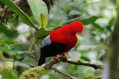 2023 Ecuador - Birds and Cloud Forest