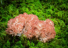 Club and coral fungi