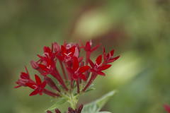Red Bougainvillea 