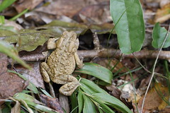 10-14-2023 American Toad (Anaxyrus americanus)