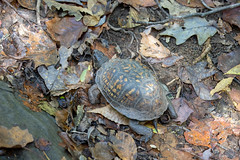 10-14-2023 Eastern Box Turtle (Terrapene carolina carolina)
