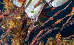 Solenostomus cyanopterus