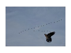 The exodus of the Geese