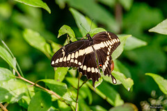 BUTTERFLIES - Giant Swallowtail