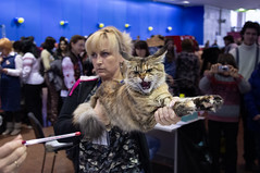 Exhibition of cats