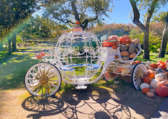 Cinderella's Carriage, The Dallas Arboretum and Botanical Garden 10/18/23
