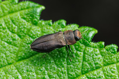 Metallic Wood-boring Beetle (Anthaxia sp.)