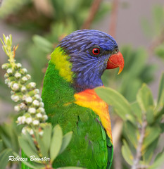 Birding in New South Wales Australia
