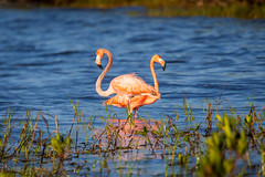 Florida Flamingos (7)