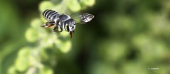 bees in flight 