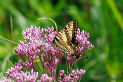 BUTTERFLIES - Tiger Swallowtail