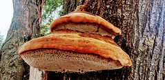 hongo seta蘑菇菌類mushroom mushroom