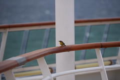 Birds On Board (Birds on Cruise Ships)