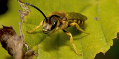 great banded furrow-bee - halicte de la scabieuse