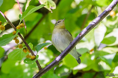 BIRDS - Blackpoll Warbler