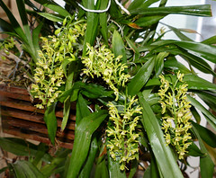 orchids #55